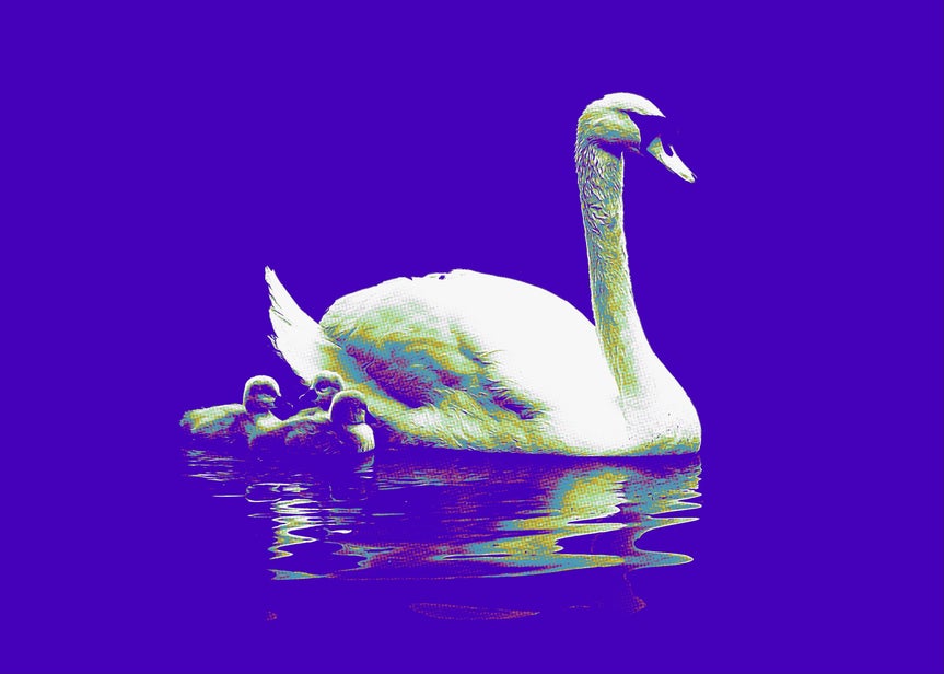 Image of a swan and baby swans with BeFunky's Pop Art DLX artsy effect applied