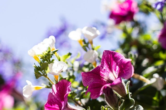 flowers-760292_640