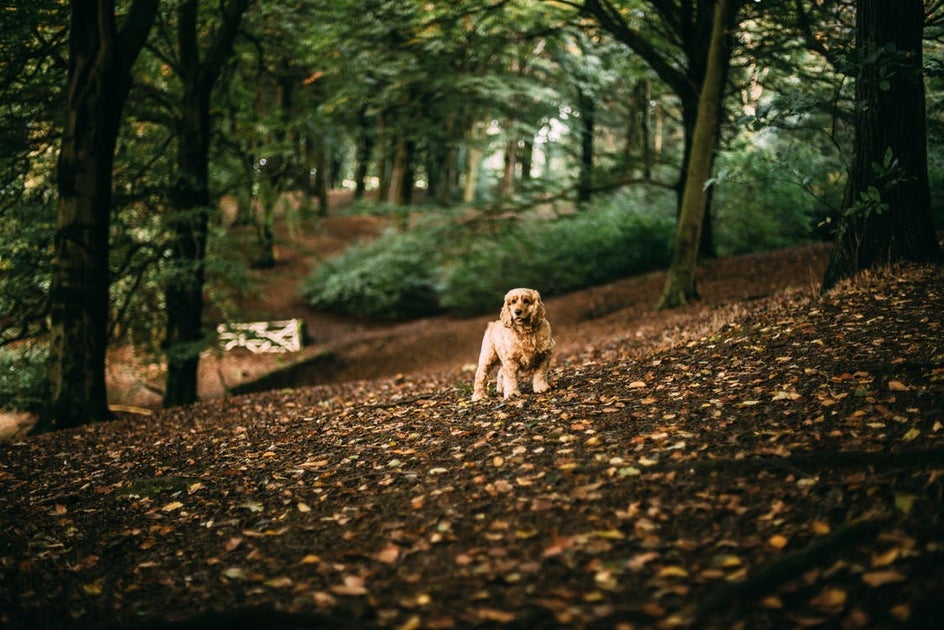 tips for pet photography