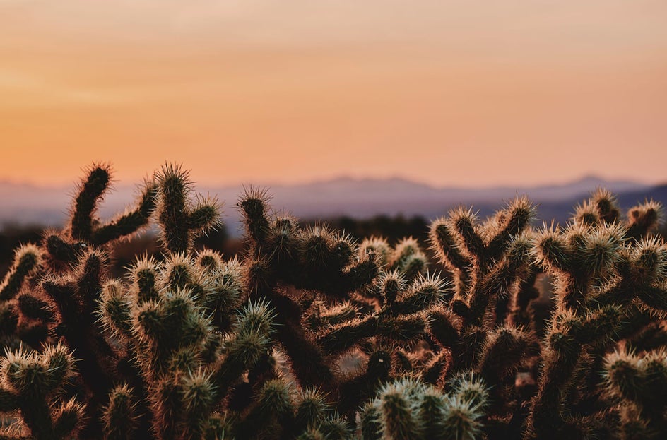 joshua tree