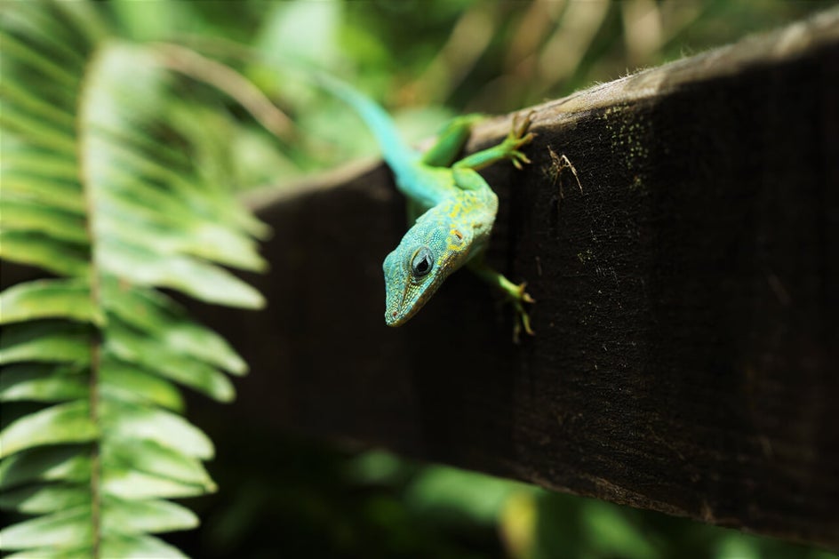 macro photography in nature