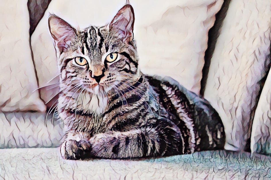 Photo to Watercolor inspiration pet photography after