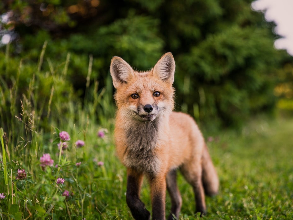 know your subject wildlife photography