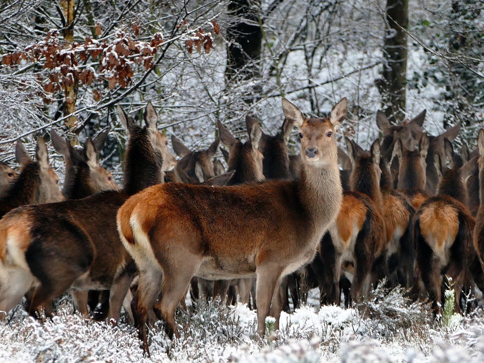 wildlife winter photography